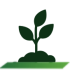 plant (1)